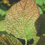 Cercospora Yaprak Lekesi Nedir?