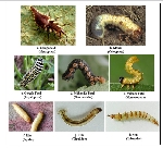 Böceklerde Başkalaşım Aşamaları Nelerdir? Örneklerle Açıklama