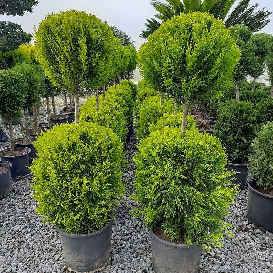 Limon Servi Ağacı (Cupressus)