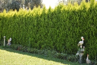 Limon Servi Ağacı (Cupressus)