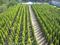 Limon Servi Ağacı (Cupressus)