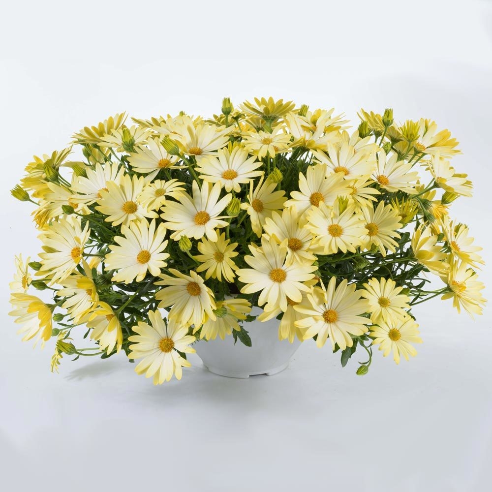 Bodrum Papatyası Bodrum Papatyası