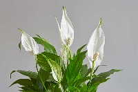 Barış Çiçeği (Beyaz Yelken)