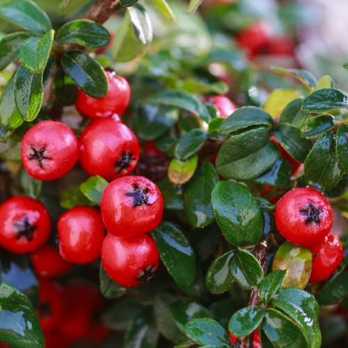 Dağ Muşmulası Ağacı