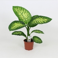 Difenbahya Çiçeği