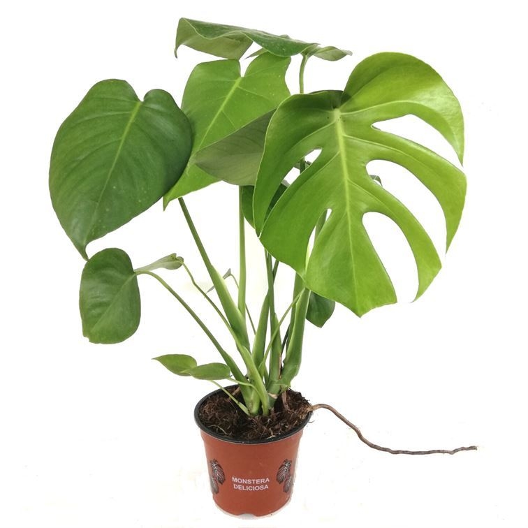 Deve Tabanı Çiçeği