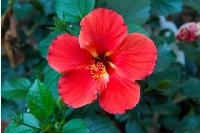 Çin Gülü Çiçeği (Hatmi Çiçeği)