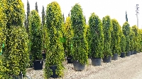 Limoni Servi (Cupressus Macrocarpa)