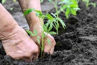 Fide Dikim Tavsiyeleri Fide Dikim Tavsiyeleri