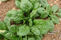 Ispanak Gübrelemesi Nasıl Yapılır?