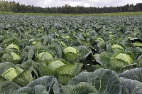 Lahana Gübrelemesi Nasıl Yapılır?