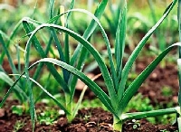 Pırasa Gübrelemesi Nasıl Yapılır?