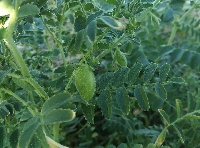 Nohut Gübrelemesi Nasıl Yapılır?