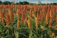 Sorgum Gübrelemesi Nasıl Yapılır?