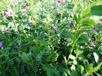 Fig Gübrelemesi Nasıl Yapılır?