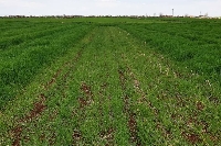 Arpa - Buğday Gübrelemesi Nasıl Yapılır?