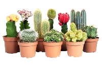 Yeni Aldığınız Kaktüsün Çürümemesi Için İpuçları