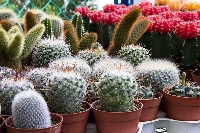 Kaktüs Bakımı Nasıl Yapılır?