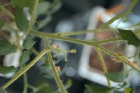 Çiçek Tomurcuklarının Dökülmesinin Sebepleri Nelerdir?