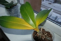 Çiçeklerinizin Yaprakları Sararıyorsa Bunlara Dikkat Edin!