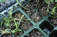 Fidelerinizde Kök Yanıklığı Varsa Bunlara Dikkat Edin! Fidelerinizde Kök Yanıklığı Varsa Bunlara Dikkat Edin!