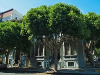 Kent Ağaçlarında Budama Prensipleri Kent Ağaçlarında Budama Prensipleri