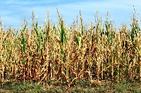 Bitkilerde Sıcaklık Stresi Nedir?