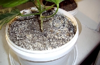 Çiçek Toprağında Küflenme Olduysa Çiçek Toprağında Küflenme Olduysa