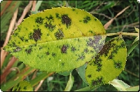 Çiçek Yapraklarında Siyah Lekeler Ve Noktalar