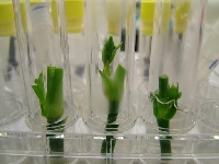 Süs Bitkilerinde Doku Kültürü İle Üretim Nasıl Yapılır?