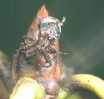 Elma Göz Kurdu (Anthonomus Spp.) Zararlısı