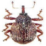 Elma Göz Kurdu (Anthonomus Spp.) Zararlısı