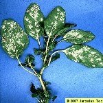 Beyaz Pas Hastalığı Belirtileri, Nedenleri Ve Mücadele Yöntemleri