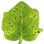 Bakteriyel Yaprak Lekesi Hastalığı Belirtileri, Nedenleri Ve Mücadele