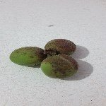 Kayısı Yaprak Delen Hastalığı Belirtileri, Nedenleri Ve Mücadelesi