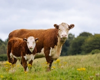 Hereford Sığırı Et Verimi Ve Diğer Özellikleri