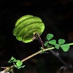 Düğmeli Yonca (Medicago Polymorpha) Nedir? Özellikleri Ve Kullanımı