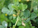 Düğmeli Yonca (Medicago Polymorpha) Nedir? Özellikleri Ve Kullanımı