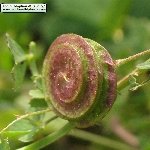 Düğmeli Yonca (Medicago Polymorpha) Nedir? Özellikleri Ve Kullanımı