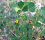 Düğmeli Yonca (Medicago Polymorpha) Nedir? Özellikleri Ve Kullanımı