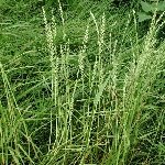 Çim Otu Nedir? Özellikleri, Türleri Ve Kullanım Alanları