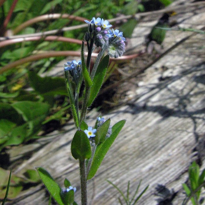 Unutma Beni Çiçeği (Myosotis) Nedir? Özellikleri Ve Kullanım Alanları Unutma Beni Çiçeği (Myosotis) Nedir? Özellikleri Ve Kullanım Alanları