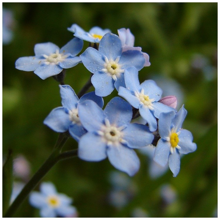 Unutma Beni Çiçeği (Myosotis) Nedir? Özellikleri Ve Kullanım Alanları Unutma Beni Çiçeği (Myosotis) Nedir? Özellikleri Ve Kullanım Alanları