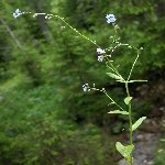 Unutma Beni Çiçeği (Myosotis) Nedir? Özellikleri Ve Kullanım Alanları Unutma Beni Çiçeği (Myosotis) Nedir? Özellikleri Ve Kullanım Alanları