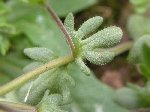 Parmaklı Yavşan Otu (Stachys Recta) Nedir? Özellikleri Ve Faydaları Parmaklı Yavşan Otu (Stachys Recta) Nedir? Özellikleri Ve Faydaları