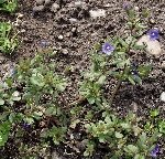 Parmaklı Yavşan Otu (Stachys Recta) Nedir? Özellikleri Ve Faydaları Parmaklı Yavşan Otu (Stachys Recta) Nedir? Özellikleri Ve Faydaları