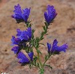 Engerek Otu (Ferula Communis) Nedir? Özellikleri Ve Kullanım Alanları Engerek Otu (Ferula Communis) Nedir? Özellikleri Ve Kullanım Alanları