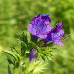 Engerek Otu (Ferula Communis) Nedir? Özellikleri Ve Kullanım Alanları Engerek Otu (Ferula Communis) Nedir? Özellikleri Ve Kullanım Alanları