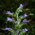 Engerek Otu (Ferula Communis) Nedir? Özellikleri Ve Kullanım Alanları Engerek Otu (Ferula Communis) Nedir? Özellikleri Ve Kullanım Alanları