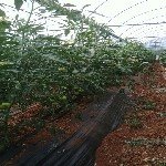 Serada Ve Açık Arazi Domates Yetiştiriciliği Yöntemleri